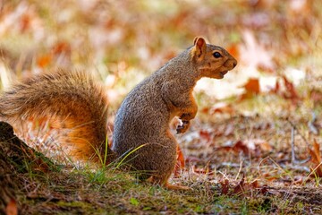 Wall Mural - the fox squirrel (sciurus niger) on a meadow in park,