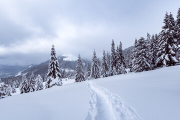 Wall Mural - winter landscape with path in the snow and snowy forest. carpathian mountains, ukraine, europe. chri