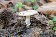© santirj  - almost white mushroom, with the trunk a little thick, and the cap on the upper part darker and mottled in white, on the ground with dry autumn leaves