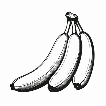 Banaba line art vector ,