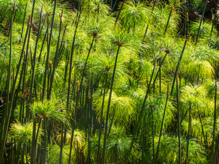 Grupo de cañas de bambu en un parque