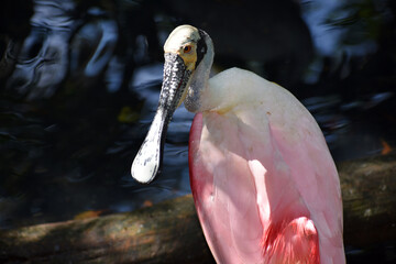 Roseate spoonbill (Platalea ajaja) looking over her shoulder at Aviario Nacional de Colombia in Cartagena