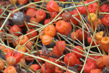 Physalis im Herbst