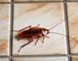 © Sam - close up of brown cockroach on the tiled floor