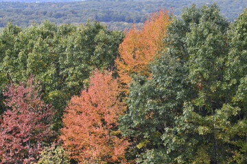 Autumn Foliage in Central Massachusetts