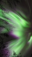 Looking up at green and purple natural Aurora corona in a star filled sky with trees
