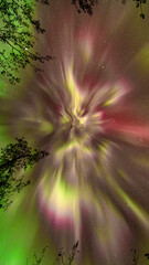Wall Mural - looking up at colorful natural aurora corona in a star filled sky with tree silhouettes