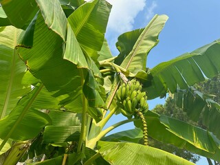 Wall Mural - tropical tree with green leaves and ripening bananas outdoors, low angle view