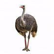 © homydesign - A large gray ostrich with long legs and a long neck stands on a white background