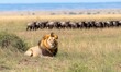 © Sebelas Studio - A lion rests in the foreground while wildebeests graze in the background.