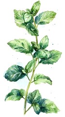 Watercolor painting of a sprig of fresh green mint leaves.