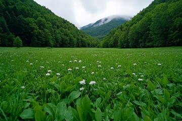 Poster - A meadow with morning mist and light streaming over wildflowers and grasses, capturing the peaceful reverence for nature in pantheistic beliefs, symbolizing tranquility and life