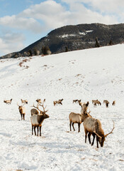 Elk herd eating in the winter in the elk refuge in Jackson Hole, Wyoming