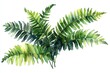 © DudeDesignStudio - A watercolor painting of a cluster of lush green fern fronds, isolated on a white background.