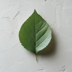 Poster - Single green leaf on a white surface, minimalist with focus on leaf texture, high-key lighting