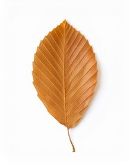 Canvas Print - Single brown leaf on white