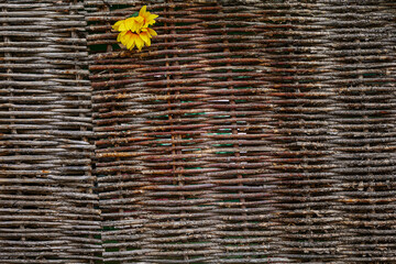 Wall Mural - Sunflower flower on a wicker fence. Background. Space for text. Ecology in construction.