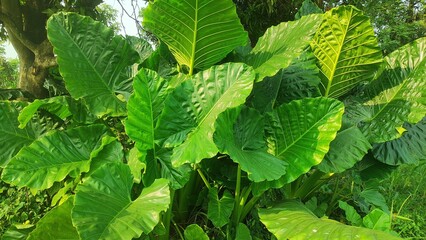 Alocasia odora is a flowering plant native to East and  Asia. Alocasia odora can be used as medicine for the treatment of the common cold in INDIA