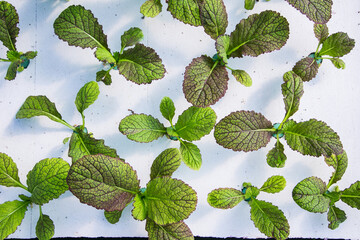 close up photos of hydroponic lettuce