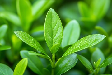 Aufkleber - Closeup of fresh green leaves with dew droplets depicting natural growth and vitality in botanic imagery : Generative AI