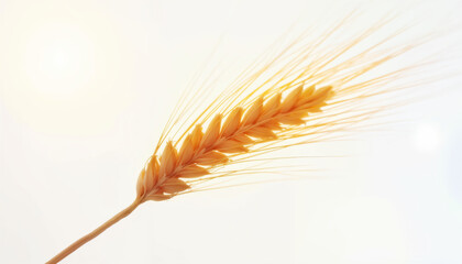 ears of wheat on white background