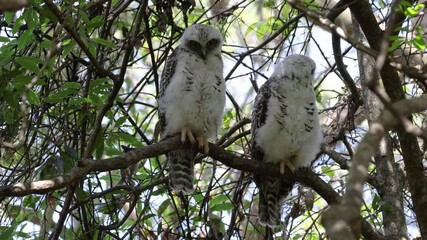 powerful owl fledglings roosting in tree canopy by day