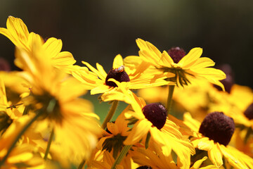 Bee and yellow flower