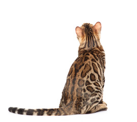 Poster - Bengal cat sitting in back view and looking up. Isolated on white background