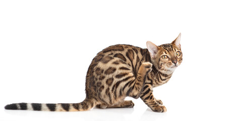 Poster - Young bengal cat  scratching. isolated on white background
