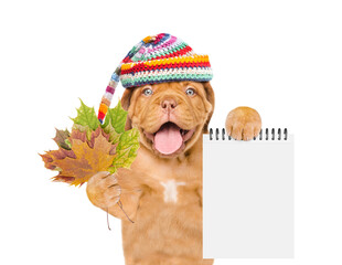 Poster - Happy mastiff puppy wearing  warm hat with pompon holds dry colorful leaves and shows blank notepad. isolated on white background