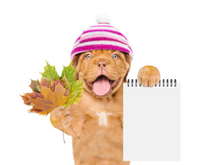 Aufkleber - Happy mastiff puppy wearing  warm hat with pompon holds dry colorful leaves and shows blank notepad. isolated on white background