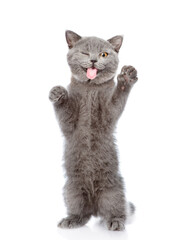 Poster - Funny gray cat sticking out tongue licking invisible glass pane making funny face. Isolated on white background