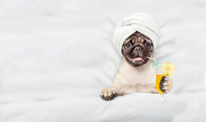 Leinwandbilder - Funny Mastiff puppy with towel on it head holds orange cocktail and relaxing on the bed at beauty salon. Top down view. Empty space for text