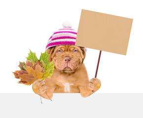 Poster - Sad Mastiff puppy wearing warm hat with pompon  holds dry colorful leaves, looks above empty banner and shows blank placard. isolated on white background