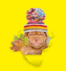 Poster - Smiling Mastiff puppy wearing warm hat holds dry leaves and looks through the hole in yellow paper
