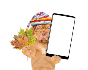 Poster - Unhappy Mastiff puppy wearing warm hat holds dry colorful leaves and big smartphone with white blank screen in it paw. Isolated on white background. Empty space for text