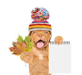 Poster - Happy mastiff puppy wearing a warm hat with pompon holds dry colorful leaves and shows blank notepad. isolated on white background