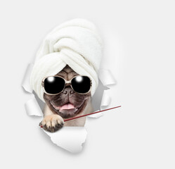Leinwandbilder - Cute Pug puppy wearing sunglasses with towel on it head looking through the hole in white paper and pointing away on empty space