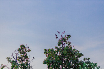 Background of morning light in the religious tourism area in Phitsanulok, Thailand. Wat Phra Si Rattana Mahathat Woramahawihan has an old church and beautiful Buddha statues.