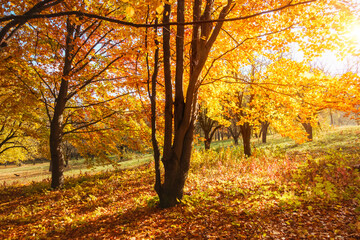 Aufkleber - Beech forest with bright yellow leaves on a breathtaking autumn day. Colorful foliage.