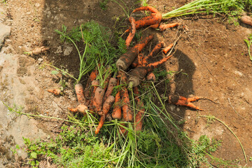 carrots harvested by farmers