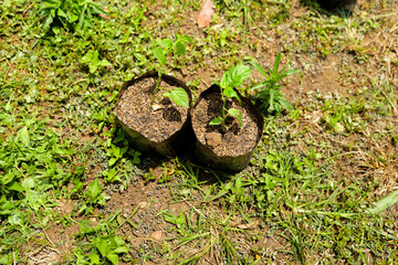 plant growing in the garden