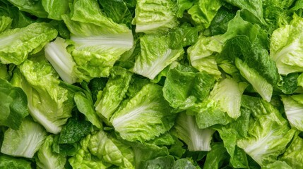 Close up view of fresh green unwashed lettuce leaves covered in invisible germs preparing for a healthy salad or meal