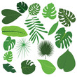 © mntosman99 - Set of tropical leaves and palm fronds leaf vector illustration.