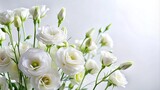 White eustoma branches isolated on white background in forced perspective