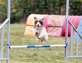 Poster - dog and agility