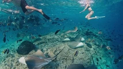 Wall Mural - Man and woman swim underwater in the sea with fish and stingrays. Couple snorkeling in the sea with stingrays