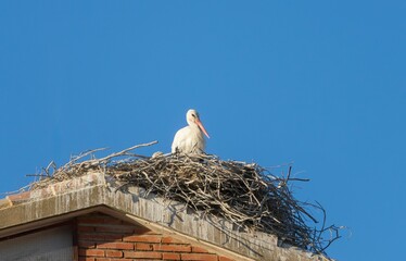 Close-up of a stork perched on its nest on top of a church with blue sky