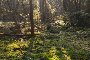 green moss growing on the ground in a forest