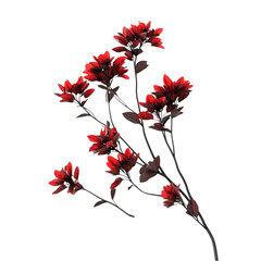 a branch of red flowers with dark green leaves, isolated on a black background.